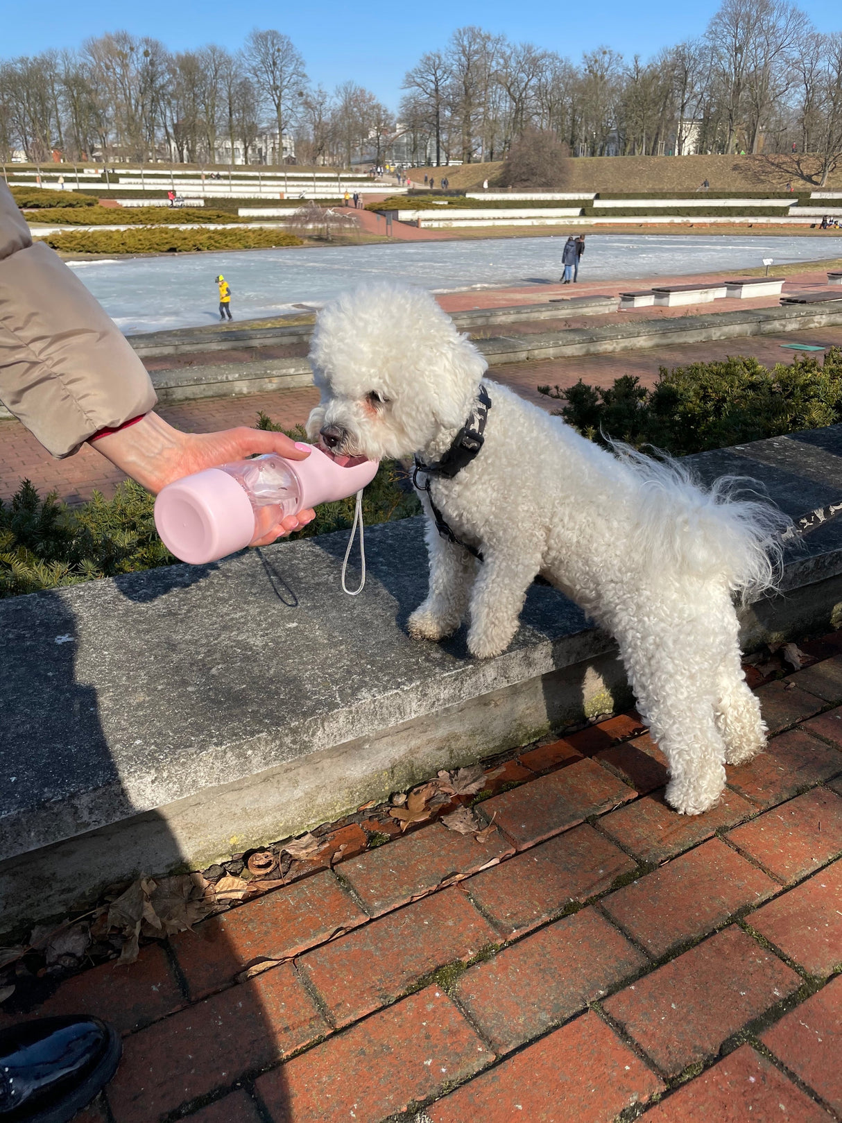 Bouteille d'eau et de nourriture portable pour animaux de compagnie