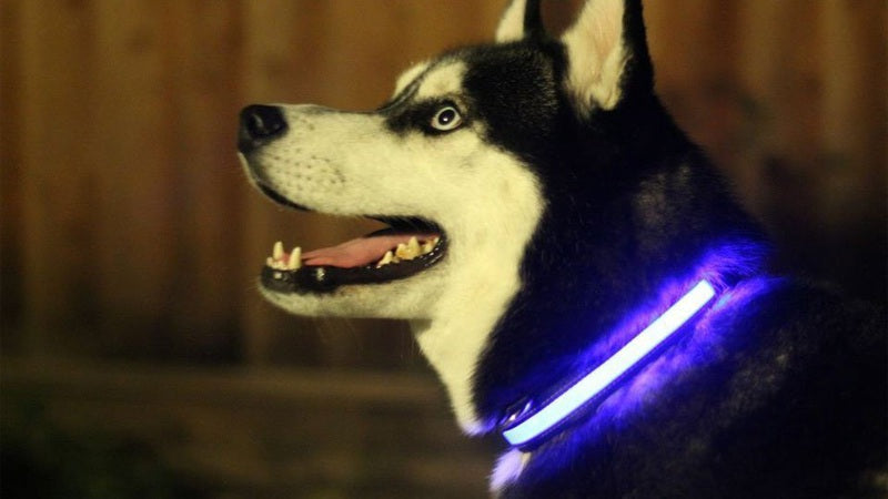 Hundehalsband mit LED-Beleuchtung