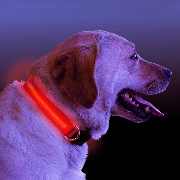 Hundehalsband mit LED-Beleuchtung