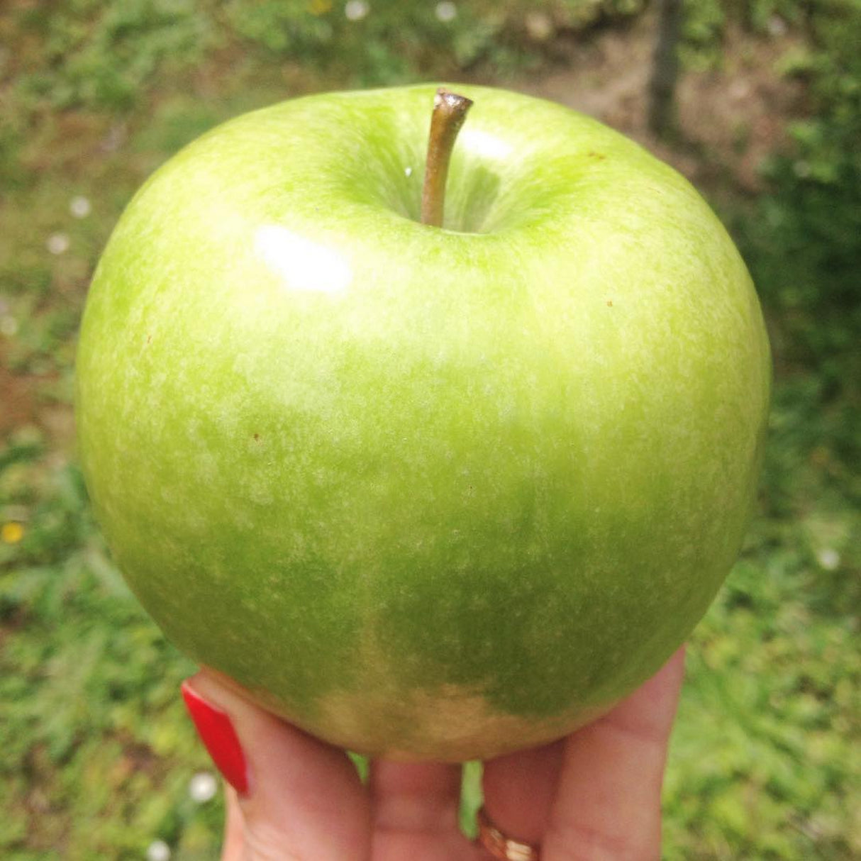 CLEANSER MAKE-UP REMOVER - Apple pluri-actives