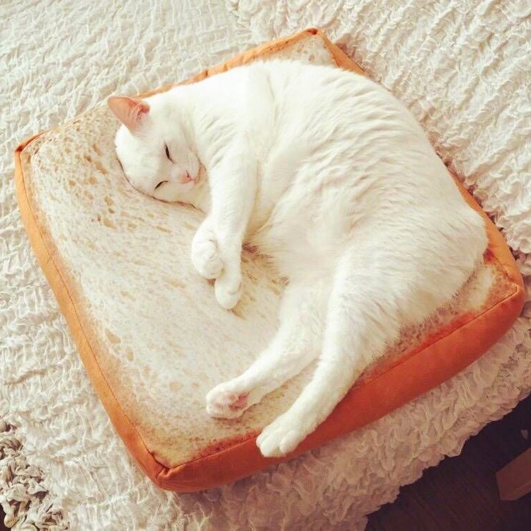 Coussin pour chat toast