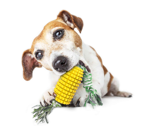 Brosse à dents pour animaux de compagnie, bâton de maïs, jouets à mâcher pour chiens